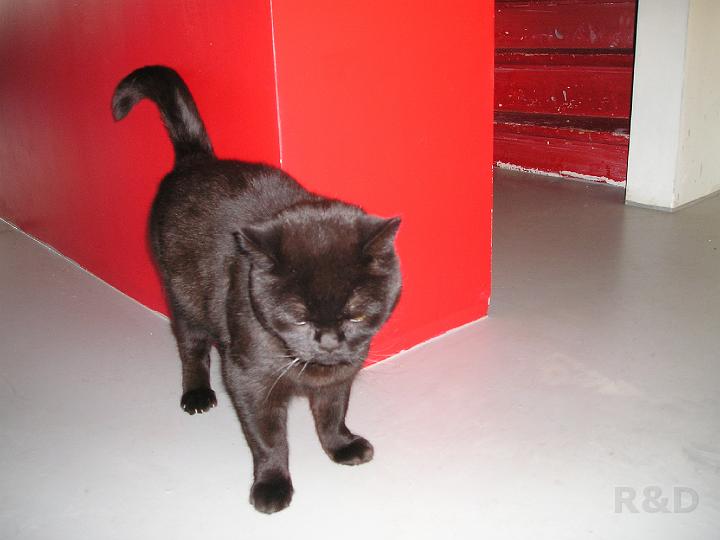 Katten (2).JPG
